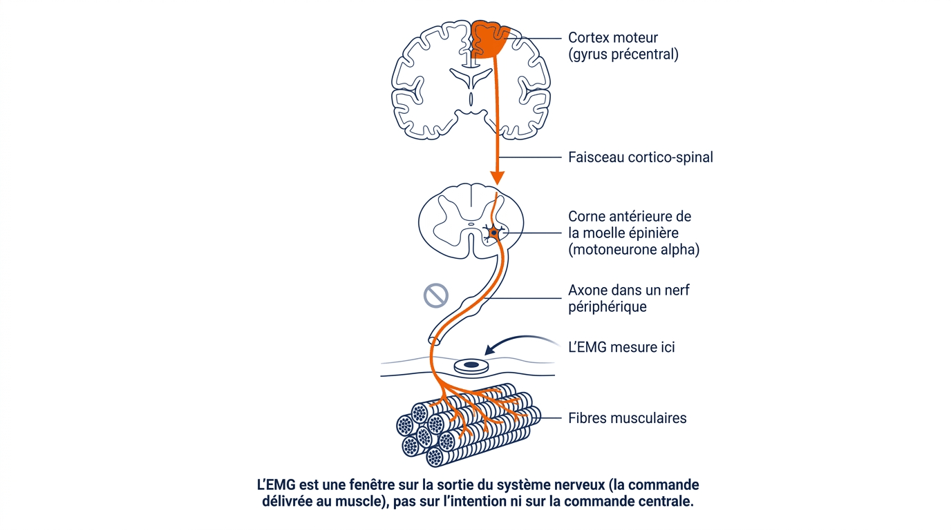 Chaîne de commande motrice, du cortex à la fibre : l'EMG ne capte que la sortie, l'activité électrique des fibres commandées